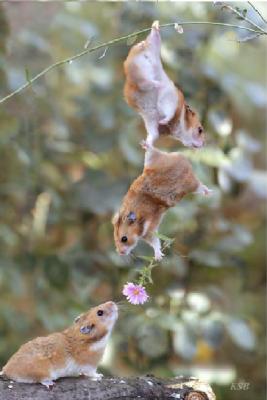 ���� ���� ��� ���� ����� (tk)