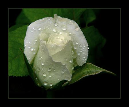 اليكم ورودي ...وشرودي